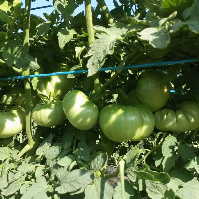 Finca la Noria Tomates Zamoranos