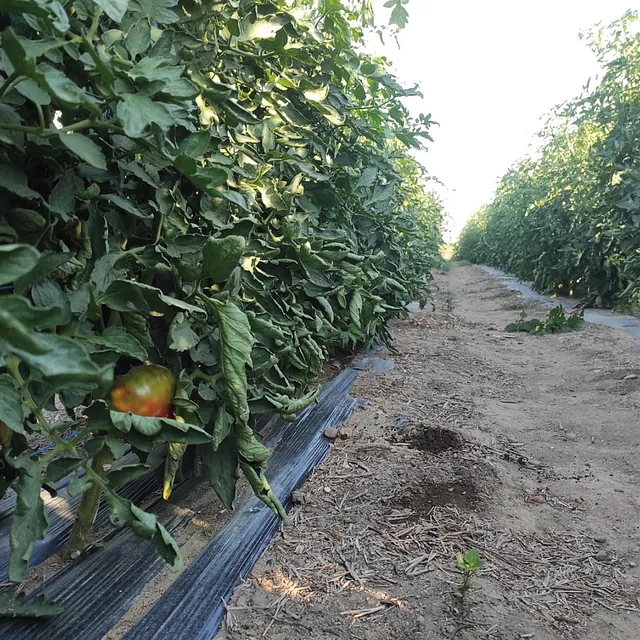 Finca la Noria Tomates Zamoranos