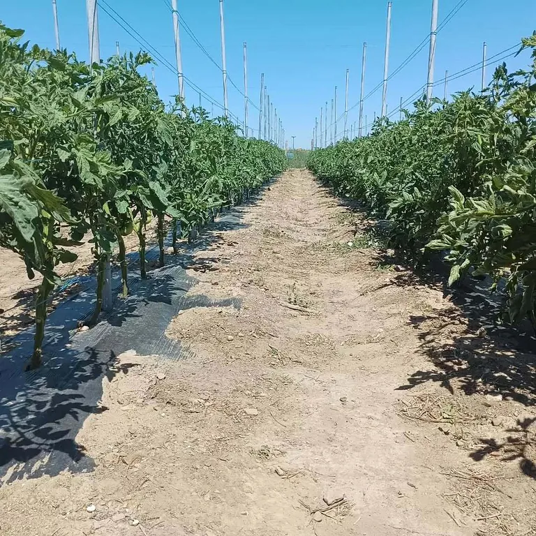 Finca la Noria Tomates Zamoranos